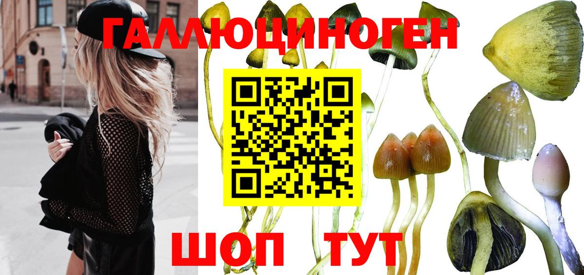Псилоцибиновые грибы прущие грибы  Вход с VPN  Большой Камень 